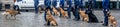 Dog lecture, training. Show and tell. Brussels guards.