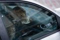 Dog left alone in locked car. Abandoned animal in closed space. Danger of pet overheating or hypothermia. Owner`s negligence and