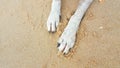 Dog leg on the sand, Cute dogs enjoy playing on beach, animal Royalty Free Stock Photo