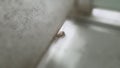 A dog leg shown up on the public toilet floor. The leg is from the dog whom come to the next toilet for cool down from a very hot