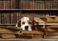Dog in library Royalty Free Stock Photo