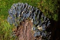 Dog lichen, Peltigera canina growing