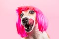 The dog is licked waiting for a tasty treat. Food and snacks for a hungry dog. Funny pink wig. Lovely smart doggy Royalty Free Stock Photo