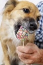 Dog licking cake pops Royalty Free Stock Photo