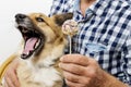 Dog licking cake pops Royalty Free Stock Photo