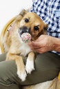 Dog licking cake pops Royalty Free Stock Photo