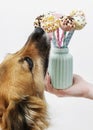 Dog licking cake pops Royalty Free Stock Photo