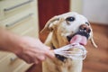 Dog licking cream