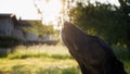 Dog licking a dropper with CBD oil