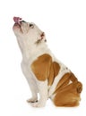 Dog licking Royalty Free Stock Photo