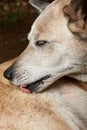 Dog licking his fur Royalty Free Stock Photo