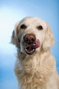 Dog licking his whiskers