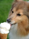 Dog licking ice cream Royalty Free Stock Photo