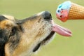 Dog Licking Ice Cream Cone Royalty Free Stock Photo