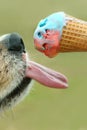 Dog Licking Ice Cream Cone Royalty Free Stock Photo