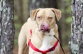 Dog licking nose, Lab American Bulldog mixed breed dog with red harness, pet adoption photography