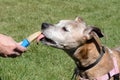 Dog licking peanut butter ice popsicle