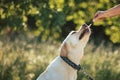 Dog licking a pipette with CBD oil Royalty Free Stock Photo