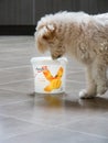 Dog licking a tub of Yoplait with gusto