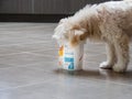 Dog licking a tub of Yoplait with gusto