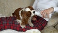 Dog Licking Yoghurt