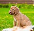 Dog licks his nose