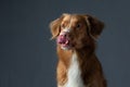 the dog licks its lips. portrait Nova Scotia Duck Tolling Retriever. Pet in the studio Royalty Free Stock Photo