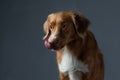 the dog licks its lips. portrait Nova Scotia Duck Tolling Retriever. Pet in the studio Royalty Free Stock Photo