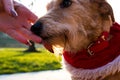 The dog licks the owner`s hand. The love of animals for people. Royalty Free Stock Photo