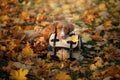 The dog lies on a bag in the autumn park. Sad pet. Journey. Nova Scotia Duck Tolling Retriever, Toller