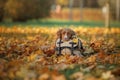 The dog lies on a bag in the autumn park. Sad pet. Journey. Nova Scotia Duck Tolling Retriever, Toller