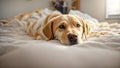 Dog lies the bed in bedroom pet home rest adorable animal puppy cozy