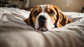 Dog lies the bed in bedroom pet home rest adorable