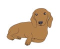 Dog lies, dachshund brown, vector