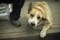 Dog lies at feet of owner. Dog rests on veranda Royalty Free Stock Photo