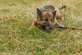 German shepherd dog gnaws a stick Royalty Free Stock Photo