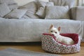 White dog lies in his dog bed Royalty Free Stock Photo