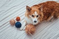 Dog lies with a large ball of knitting thread and a knitting needle Royalty Free Stock Photo