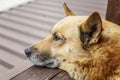 The dog lies and looks into the distance. Love and tenderness. Close-up Royalty Free Stock Photo