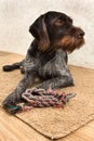 The dog lies on the mat next to the toy Royalty Free Stock Photo