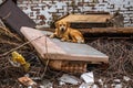 The dog lies on an old sofa. The household items left as a result of disaster Royalty Free Stock Photo