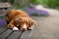 The dog lies on a park bench. Pet on nature against the background of lavender. Nova Scotia Duck Tolling Retriever Royalty Free Stock Photo