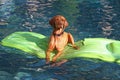 Dog lies on raft in pool