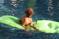 Dog lies on raft in pool