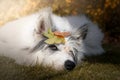 Dog lies relaxed in autumn in the sun