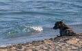 The dog lies on the sand close to the sea at summer time