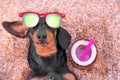 Dog lies on sandy beach in dark glasses with cocktail looks at sky, enjoys sun Royalty Free Stock Photo