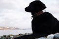 The big dog lies on a pebble beach and looks towards the sea and the opposite shore. Oil painting picture