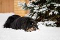 The dog lies in the snow in the yard