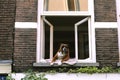 The dog lies on the window sill of a white window on a brown wall